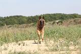 MALINOIS 324